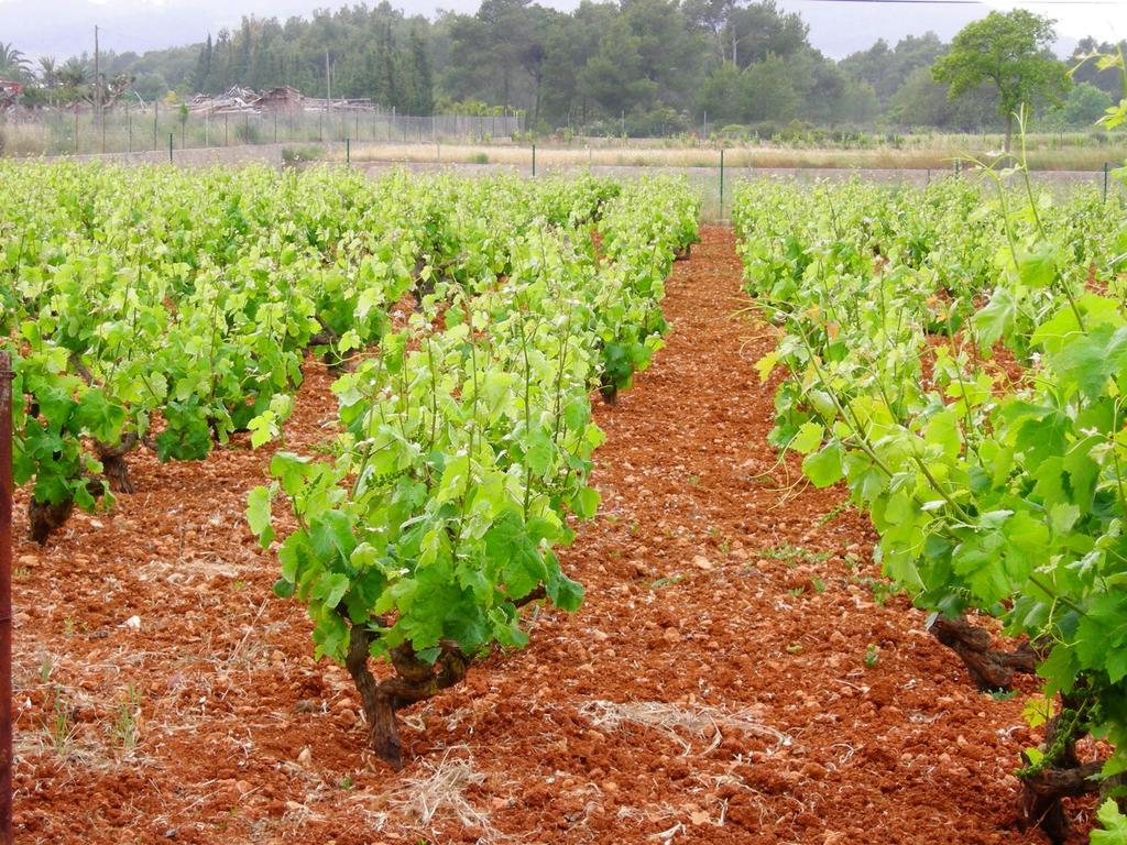 Agroturismo Sa Vinya D'En Palerm Sant Miquel de Balansat Exterior foto